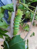 Argema Mittrei eitjes, Dieren en Toebehoren, Insecten en Spinnen