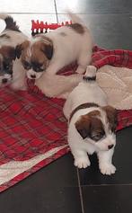 Ruwharige Jack Russel pups, Dieren en Toebehoren, België, Fokker | Hobbymatig, Jack Russell Terriër, 8 tot 15 weken