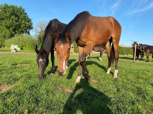 2j ruin te koop, Dieren en Toebehoren, Paarden, Ruin, Niet van toepassing, 165 tot 170 cm, 0 tot 2 jaar, Recreatiepaard, Met stamboom