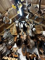 Dieren koppen opgezette jacht trofee, Enlèvement