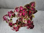 Coleus environ 25-30cm, Ophalen of Verzenden