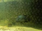 texas cichlide, Dieren en Toebehoren, Vis, Zoetwatervis