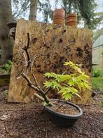 Japanse esdoorn bonsai, Enlèvement ou Envoi