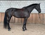 ‼️Merrie,Dressuur gefokt, rond de 1.70m‼️, Dieren en Toebehoren, Paarden, Merrie, B, Gechipt, Dressuurpaard