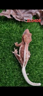 Correlophus Ciliatus wimpergekko, Dieren en Toebehoren