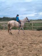 Heel lief paard voor elke ruiter!, Dieren en Toebehoren, Paarden, Merrie