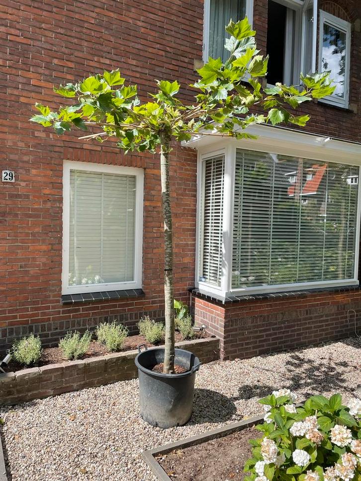 Mooi zware dakplatanen in pot mt 18/20/25/30cm van kweker!, Tuin en Terras, Planten | Bomen, Dakboom, 100 tot 250 cm, In pot, Ophalen of Verzenden