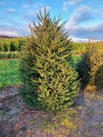 Kerstbomen: Nordman,  blauwspar en fijnspar, Ophalen, Nieuw