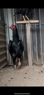 Jonge o shamo, Dieren en Toebehoren, Pluimvee