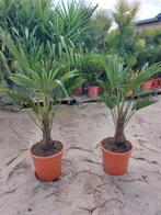 Trachycarpus wagnerianus, Tuin en Terras, Planten | Bomen, Ophalen of Verzenden