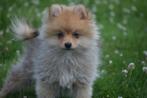 Dwergkees,pomeriaan,keeshond ,spitz pup, Keeshond, 15 weken tot 1 jaar, Buitenland, CDV (hondenziekte)