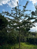 Ginkgo Biloba (japanse notelaar), Tuin en Terras, Planten | Bomen, Ophalen