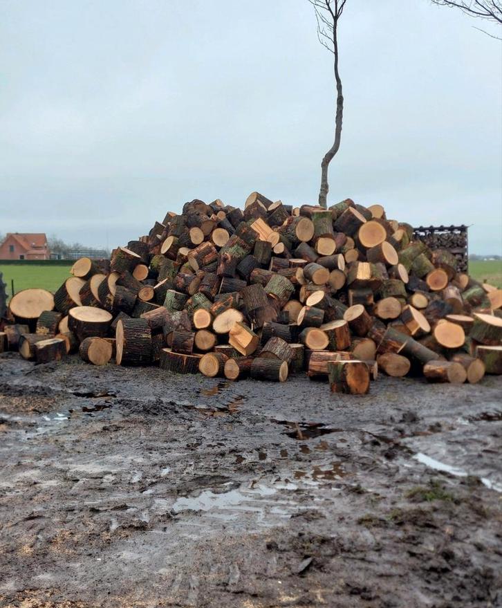 Brandhout eik vers, Jardin & Terrasse, Bois de chauffage, Enlèvement ou Envoi