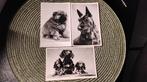 3 x véritable carte postale photo Dogs, Collections, Cartes postales | Animaux, Enlèvement ou Envoi, 1960 à 1980, Non affranchie