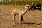 Alpaca, Dieren en Toebehoren, April, Meerdere dieren