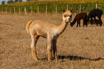 Alpaca beschikbaar voor biedingen