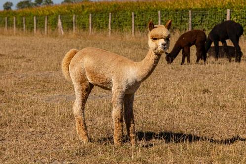 Alpaca, Dieren en Toebehoren, Overige Dieren, Meerdere dieren, April