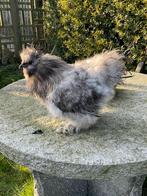 zijdehoenders, Dieren en Toebehoren, Pluimvee