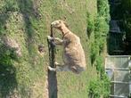 Schaap wiltshire Horn, Dieren en Toebehoren, Vrouwelijk, Schaap, 3 tot 5 jaar