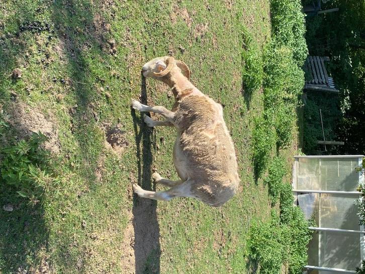 Schaap wiltshire Horn, Dieren en Toebehoren, Schapen, Geiten en Varkens, Schaap, Vrouwelijk, 3 tot 5 jaar
