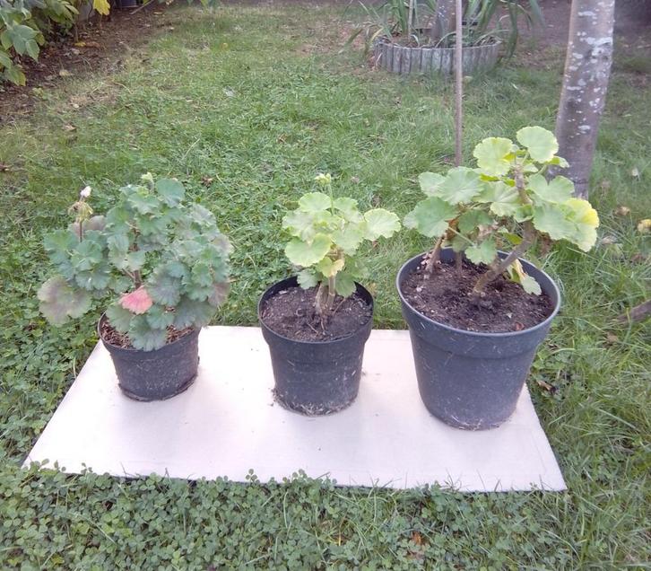 Geranium, Tuin en Terras, Planten | Tuinplanten, Zomer, Ophalen