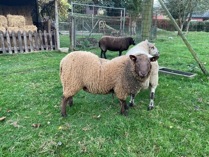 Schapenbok, Dieren en Toebehoren, Schapen, Geiten en Varkens, Schaap, Mannelijk, 0 tot 2 jaar