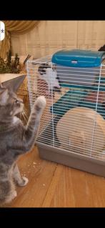 Hamster   avec cage, Enlèvement ou Envoi, Comme neuf