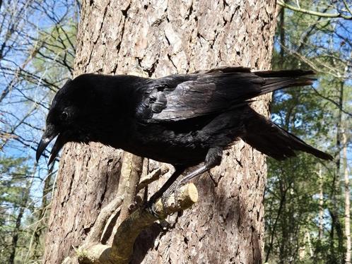 Mooie Opgezette Kraai Vogel b79, Verzamelen, Dierenverzamelingen, Opgezet dier, Vogel, Ophalen of Verzenden