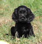Engelse Cocker pups, België, CDV (hondenziekte), 8 tot 15 weken, Meerdere