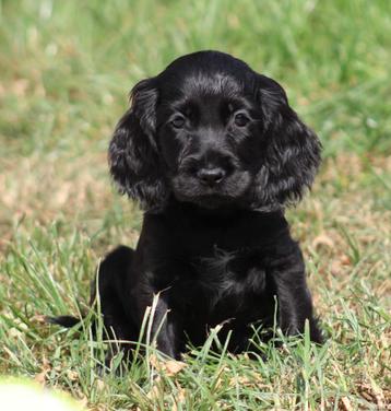 Engelse Cocker pups beschikbaar voor biedingen