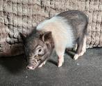 Micro cochon, Animaux & Accessoires, Porcs, Mâle, 0 à 2 ans