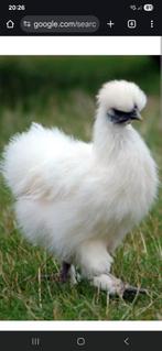 Gezocht, Dieren en Toebehoren, Pluimvee