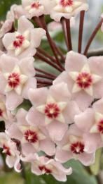 Plante fleur de porcelaine hoya carnosa