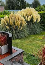 Fleur pampa, Enlèvement