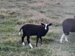 zwartbles ram, Dieren en Toebehoren, Schapen, Geiten en Varkens, Mannelijk, Schaap, 0 tot 2 jaar