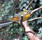 Japanse nachtegaal, Geringd