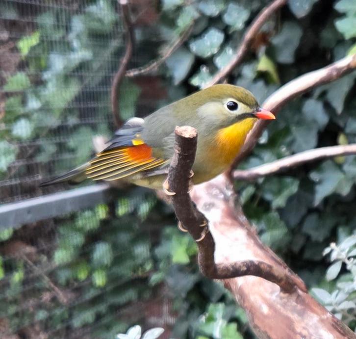 Japanse nachtegaal, Dieren en Toebehoren, Vogels | Overige Vogels, Geringd