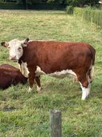 Hereford koeien en kalveren, Dieren en Toebehoren