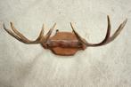 Taxidermie eland gewei, Ophalen, Gebruikt, Overige soorten