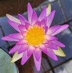 Waterlelie Fay Mcdonald, Tuin en Terras, Ophalen of Verzenden