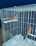 Differents exotiques à vendre / verschillende exoten te koop, Animaux & Accessoires, Oiseaux | Oiseaux Autre