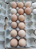 broedeieren, Sexe inconnu, Poule ou poulet