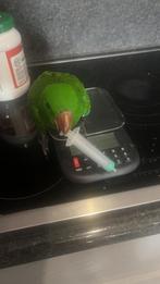 Gezocht:edelpapegaai jongetje klein, Ophalen, Zo goed als nieuw