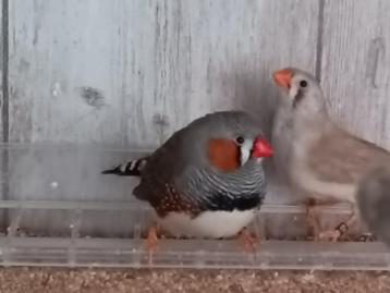 zebravinken - grijs en bruin beschikbaar voor biedingen