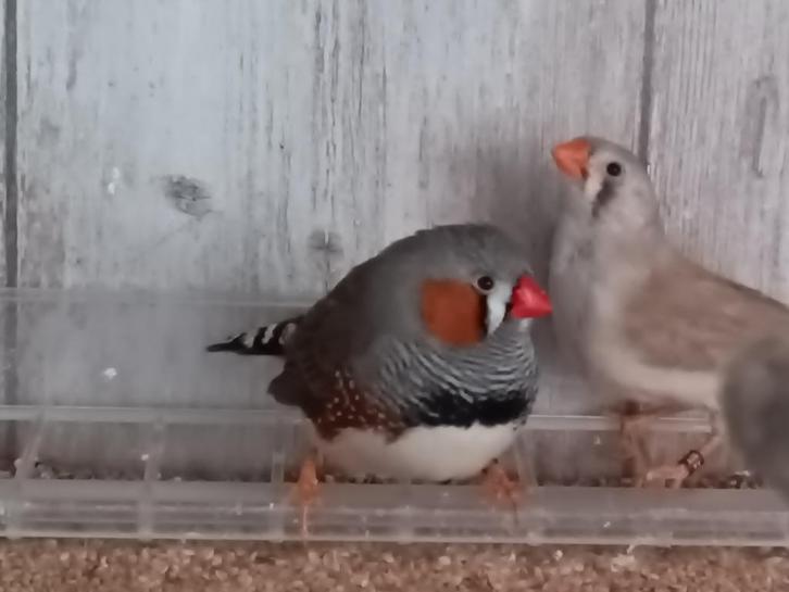 zebravinken - grijs en bruin, Dieren en Toebehoren, Vogels | Overige Vogels, Tropenvogel, Meerdere dieren, Geringd