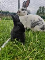 Vlaamse reus / Reuzevlinder konijnen