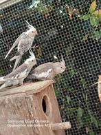 Valkparkieten geringd 2025, Dieren en Toebehoren, Vogels | Overige Vogels, Geringd