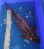 Japanse koi, Dieren en Toebehoren, Vissen | Vijvervissen, Karper of Koi