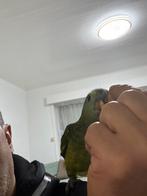 Blauwe voorhoofd, Amazone papegaai, Dieren en Toebehoren, Vrouwelijk, Papegaai, Pratend