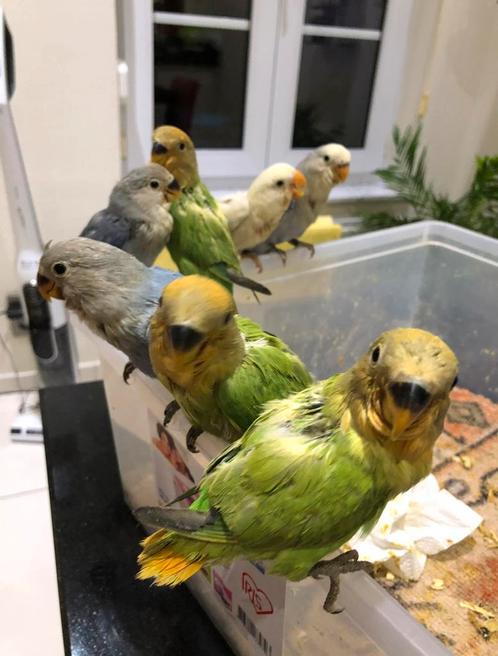 Baby dwergpapegaaien, Dieren en Toebehoren, Vogels | Parkieten en Papegaaien, Dwergpapegaai of Agapornis, Geslacht onbekend, Tam